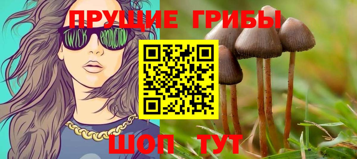 Галлюциногенные грибы Psilocybine cubensis Великий Новгород