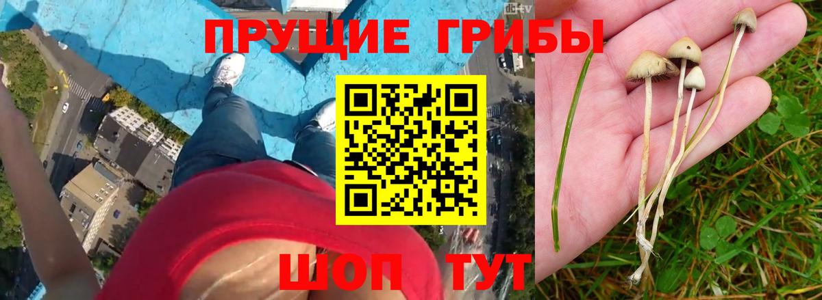Великий Новгород  Галлюциногенные грибы мицелий  Галлюциногенные грибы Psilocybe  Вход с VPN 