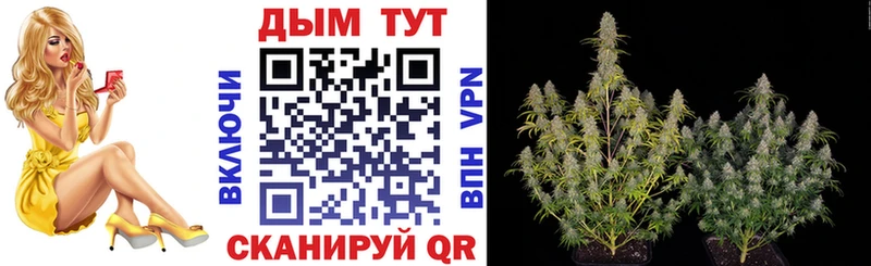 Конопля планчик  где найти наркотики  Великий Новгород 